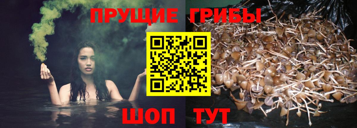 Галлюциногенные грибы мицелий Луга